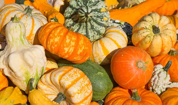 renkli kabak toplama