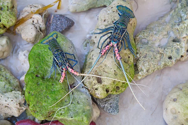 Langoustes no pedaço de coral — Fotografia de Stock