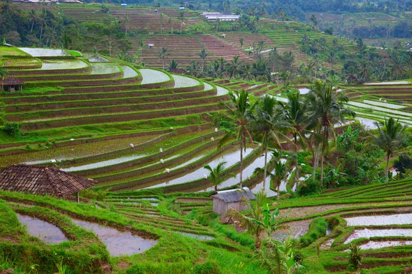 Risfält i Indonesien — Stockfoto