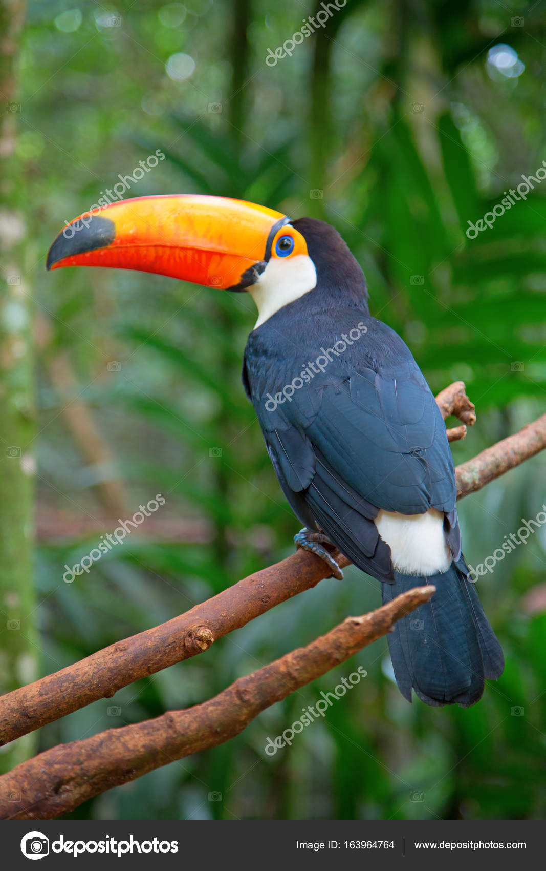 TÉLÉCHARGER 1 TUCAN TUCAN TÉLÉCHARGER 1