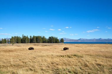 Yellowstone Ulusal Parkı 'nda Bizon
