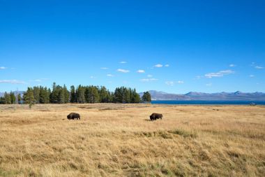 Bison in Yellowstone national park