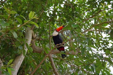 Renkli tucan ağaçta oturuyor 