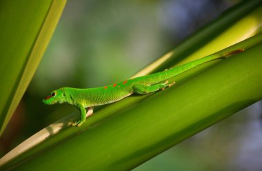 Çatıda yeşil kertenkele 