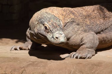Ünlü Komodo dragon