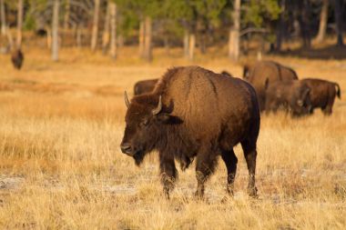 Yellowstone Ulusal Parkı 'nda Bizon