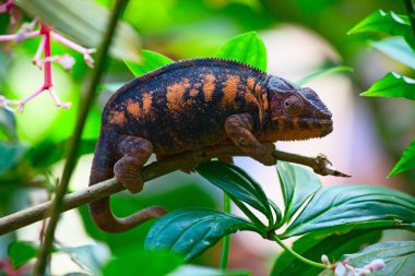 Bukalemun yeşil çimenlerin üzerinde