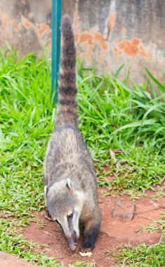 Coati gıda için yalvarıyor