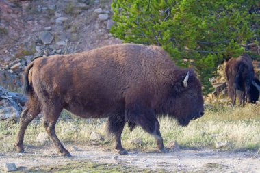 Yellowstone Ulusal Parkı 'nda Bizon