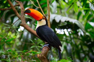 Renkli tucan ağaçta oturuyor