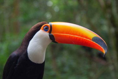 Renkli tucan ağaçta oturuyor 