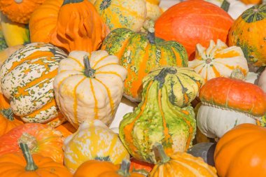 renkli kabak toplama