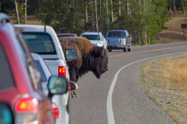 Bison in Yellowstone national park clipart