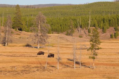 Yellowstone Ulusal Parkı 'nda Bizon