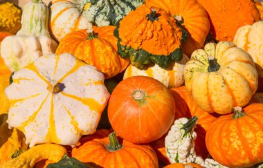 renkli kabak toplama