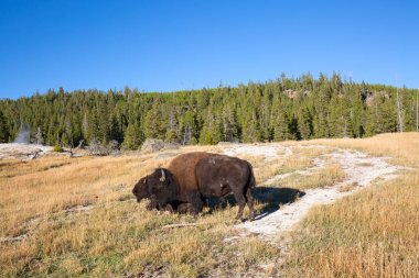 Yellowstone Ulusal Parkı 'nda Bizon