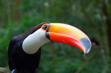 Renkli tucan ağaçta oturuyor