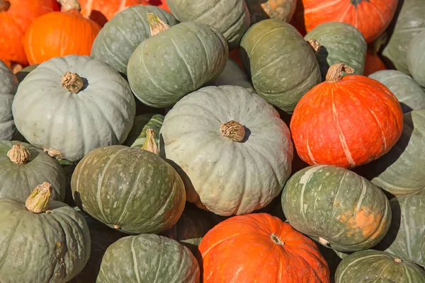 Collection de citrouilles colorées — Photo