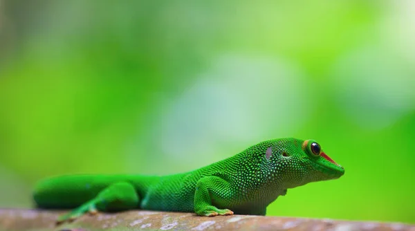 Green gecko on roof — Stock Photo, Image