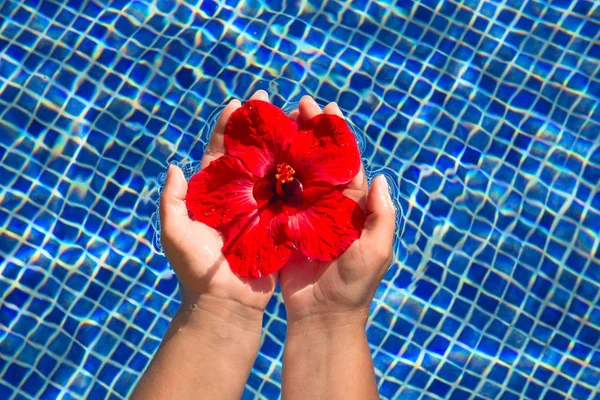 Flor de hibisco en el agua — Foto de Stock