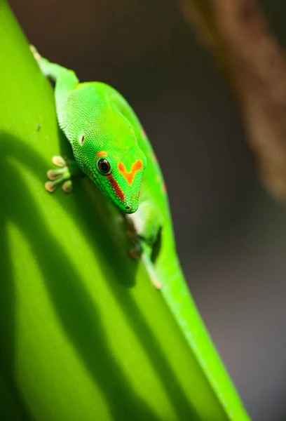 Green gecko on roof — Stock Photo, Image