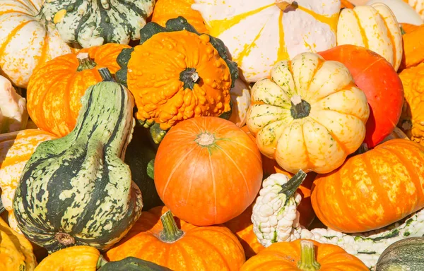 Colorful pumpkins collection — Stock Photo, Image