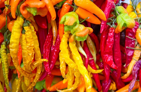 Suché chilli papričky — Stock fotografie