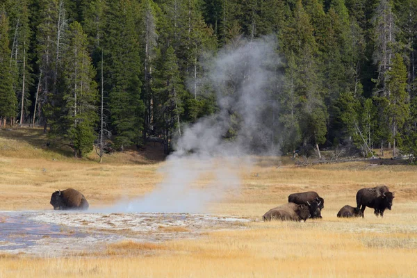 Yellowstone Ulusal Parkı 'nda Bizon — Stok fotoğraf