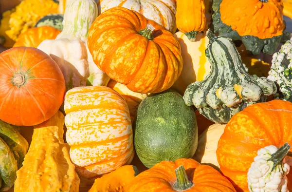 Colorful pumpkins collection — Stock Photo, Image