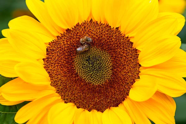 Sunflower heads with bees — Stock Photo, Image