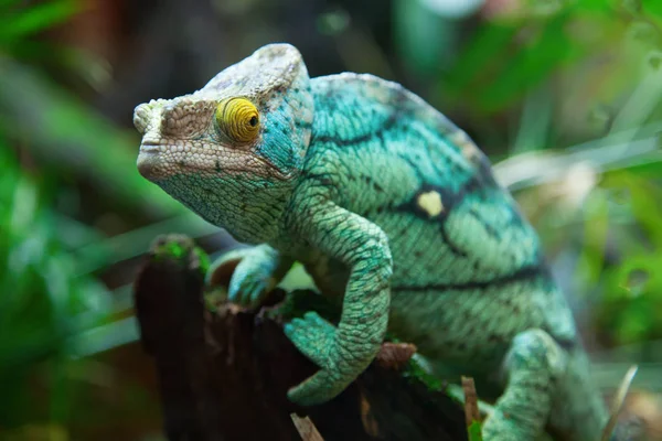 Chameleon na zelené trávě — Stock fotografie