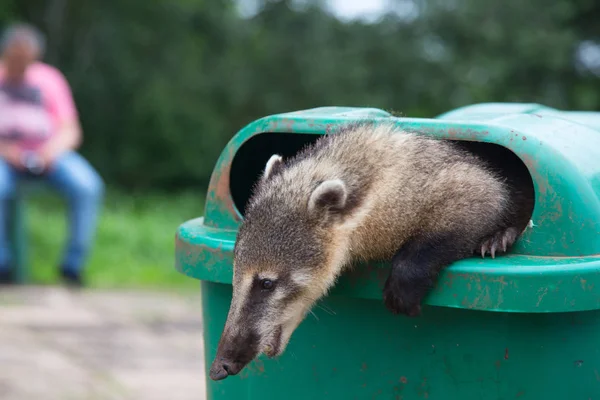 Coati kolduló élelmiszer — Stock Fotó