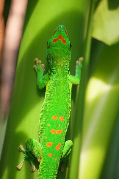 Green gecko on roof — Stock Photo, Image