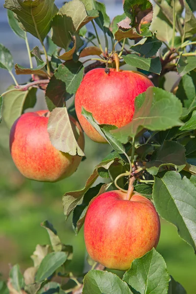 Gerijpte rode appels — Stockfoto