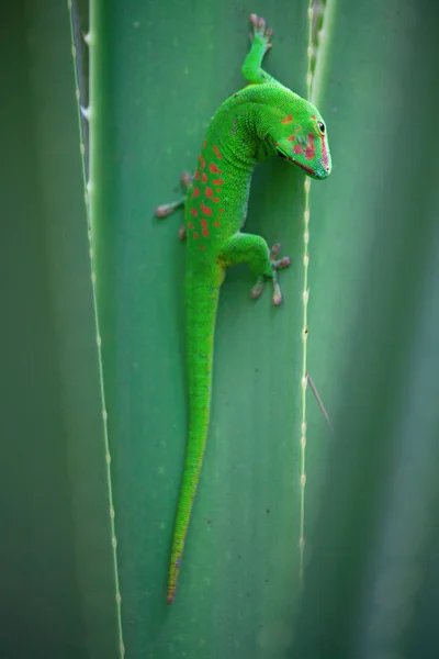 Zielony gecko na dachu — Zdjęcie stockowe
