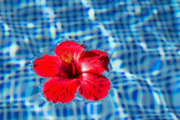 Flor de hibisco en el agua —  Fotos de Stock