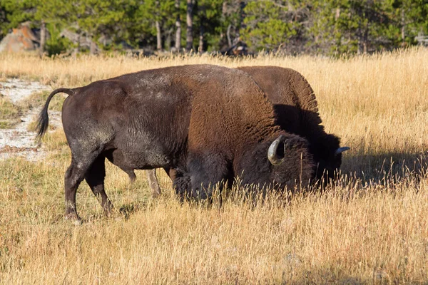 Bison in Yellowstone national park — Stock Photo, Image