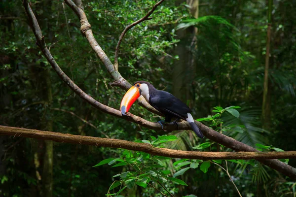 Farbenfroher Tucan sitzt auf Baum — Stockfoto