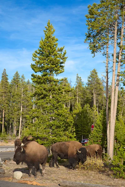 Bisons im Yellowstone-Nationalpark — Stockfoto