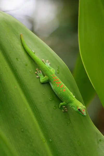 Green gecko on roof — Stock Photo, Image