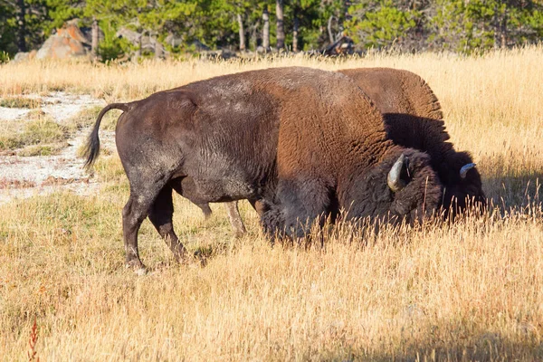 Bison in Yellowstone national park — Stock Photo, Image