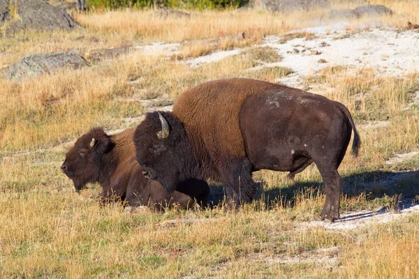 Bison in Yellowstone national park — Stock Photo, Image