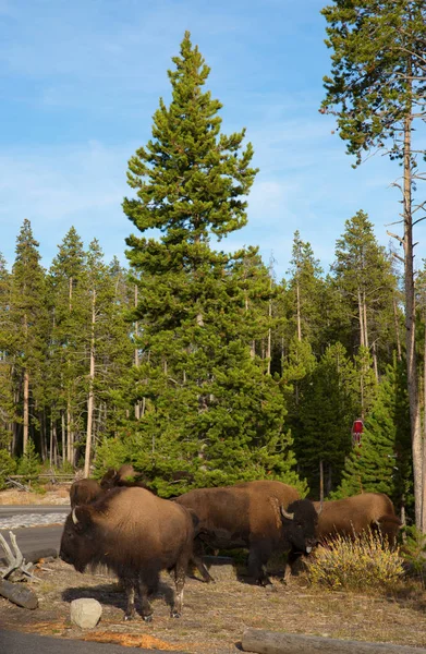 Yellowstone Ulusal Parkı 'nda Bizon — Stok fotoğraf