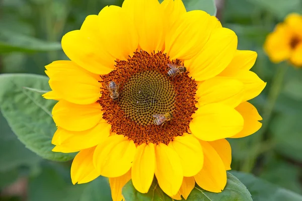 Napraforgó fejek a méhek — Stock Fotó