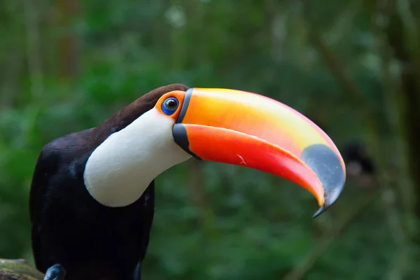 Tucan colorido sentado na árvore — Fotografia de Stock