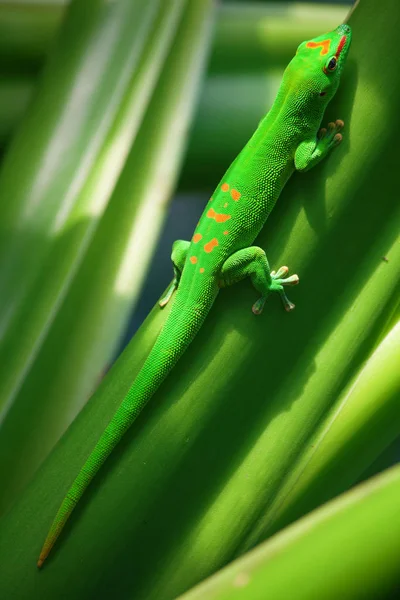 Zöld gecko-tetőn — Stock Fotó