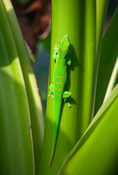 Zielony gecko na dachu — Zdjęcie stockowe