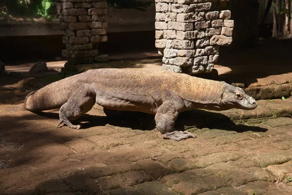 Famous Komodo dragon — Stock Image Famous Komodo dragon Stock Image