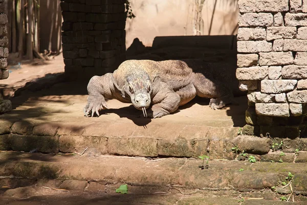 Famous Komodo dragon — Stock Image Famous Komodo dragon Royalty Free Stock Images