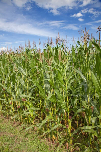 Campo de maíz bajo el cielo azul — Foto de Stock